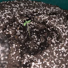 Auto AK 47 Feminised Monster Cannabis