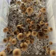 Psilocybe Cubensis spore Lizard King