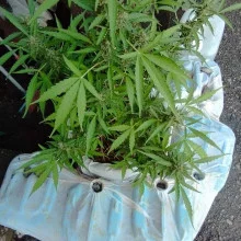 Auto Mazar Feminised