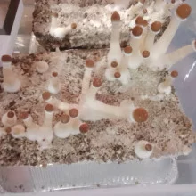 Psilocybe Cubensis spore Golden Teacher