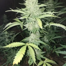 Auto AK 47 Feminised