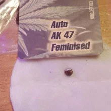 Auto AK 47 Feminised