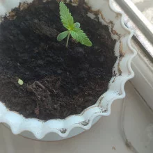 Auto Big Bang Feminised