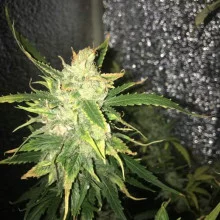 Auto Opium Feminised