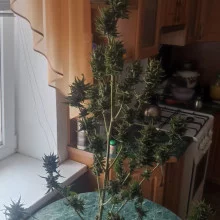 Auto Tutankhamon Feminised