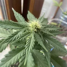Auto LSD Feminised