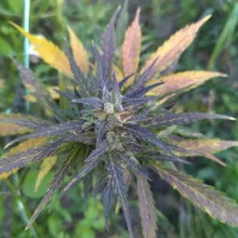 Auto CBD Skunk feminised