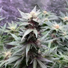 Auto White Widow Feminised Monster Cannabis