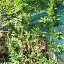 Auto AK 47 Feminised Monster Cannabis