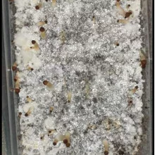 Psilocybe Cubensis spore Golden Teacher