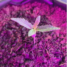 Auto AK 47 Feminised Monster Cannabis