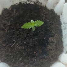 Auto Afgan Kush Feminised