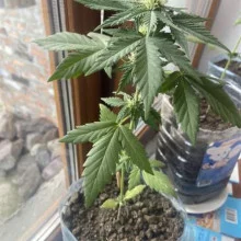Auto LSD Feminised