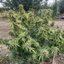 Auto Big Bang Feminised