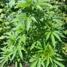 Auto Pablo Escobar Feminised