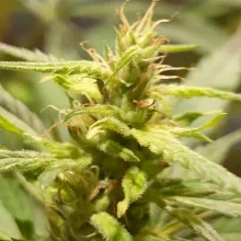 Auto Pablo Escobar Feminised (50 шт)