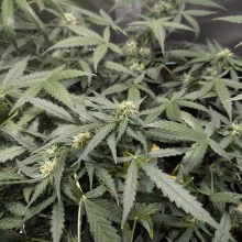 Auto Mazar Feminised