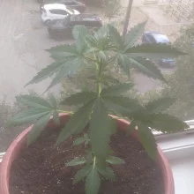 Auto Mazar Feminised