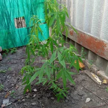 Auto Tereshkova Feminised
