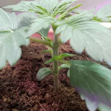 Лютий Напас Auto fem