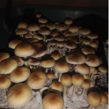 Psilocybe Cubensis spore Golden Teacher