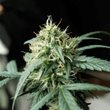 Auto Mazar Feminised