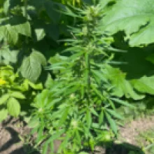 Auto Gagarin Feminised