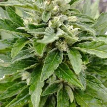 Auto Death Russian Feminised