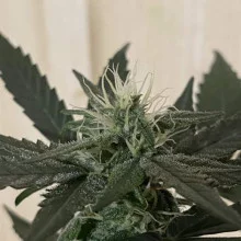 Auto AK 47 Feminised