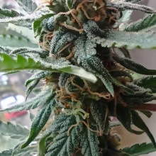 Auto AK 47 Feminised