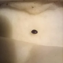 Auto AK 47 Feminised