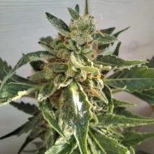 Auto AK 47 Feminised