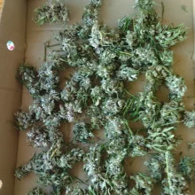 Auto Tereshkova Feminised