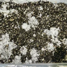 Psilocybe Cubensis spore Lizard King