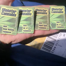 Auto AK 47 Feminised