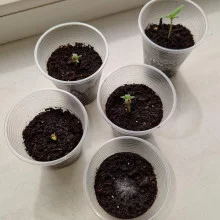 Auto AK 47 Feminised