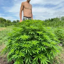 White Widow feminised