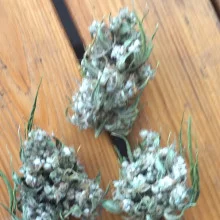 Auto Tereshkova Feminised