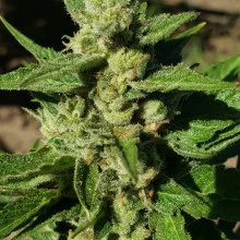 Auto Big Bang Feminised