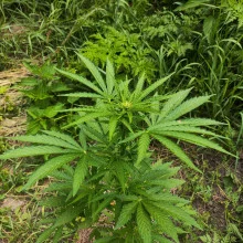 Auto Super Skunk Feminised