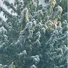 Auto Pablo Escobar Feminised