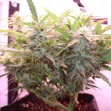 Auto LSD Feminised