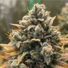 Auto AK 47 Feminised