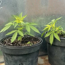 Auto Big Bang Feminised