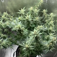 Auto AK 47 Feminised Monster Cannabis