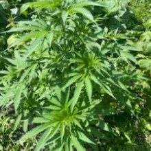 Auto Pablo Escobar Feminised