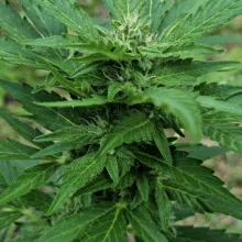 Auto AK 47 Feminised Monster Cannabis