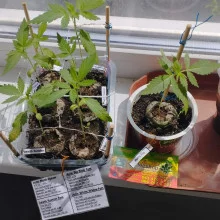 Death Russian feminised