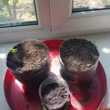 Auto Ak 47 feminised