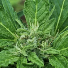 Auto AK 47 Feminised Monster Cannabis